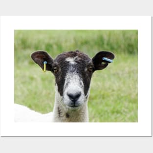 Ewe Lookin At Me? Posters and Art